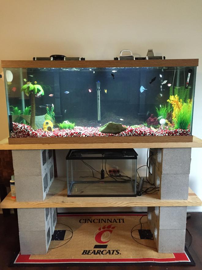 75 gallons freshwater fish tank (mostly fish and non-living decorations) - 75g Tank & Custom Stand!