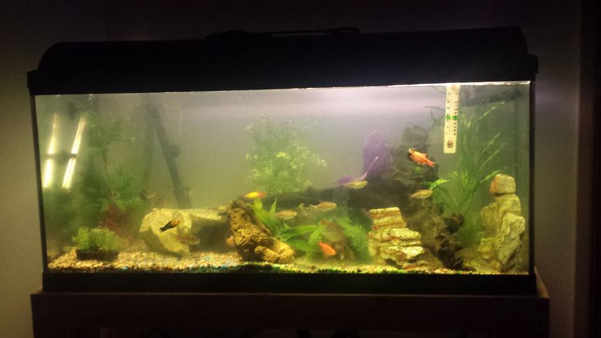 Rated #106: 40 Gallons Freshwater Fish Tank - And there is my pride and joy