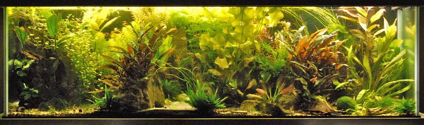 Rated #1: 120 Gallons Planted Tank - The main tank