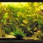 120 gallons planted tank (mostly live plants and fish) - The main tank
