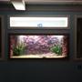 fish tank picture - Still a work in progress. All in wall work done myself.