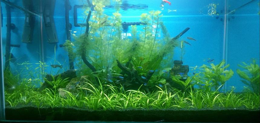 Rated #41: 50 Gallons Planted Tank - My Tank/14th Dec