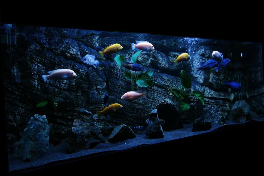 Rated #31: 450 Gallons Planted Tank - Malawi tank