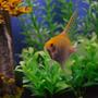 fish tank picture - Golden Angel