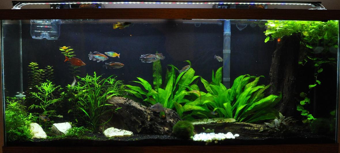 55 gallons planted tank (mostly live plants and fish) - My Work In Progress