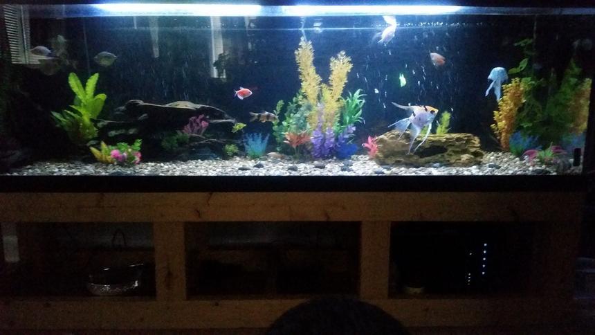 Rated #37: 125 Gallons Freshwater Fish Tank - 125 gallon, 3 platy 2 longfin zebra danio, 2 hatchets,3 silver dollar,2 glow tetra 3 clown loaches, swordtail, angel, black ghost knife fish