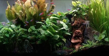 29 gallons planted tank (mostly live plants and fish) - Tank up 3 years since November 2012. 10 Cardinals & 7 Ember Tetras are original residents. 5 Angels new & will be transferred to new larger tank being setup. Goldring
Danios introduced Dec 14  and Celestial Pearl Danios introduced Jan 2015. Plants are all from original setup, except some of the Crypto Parva. Anubias all propagated from 2 original plants. I harvest and supply all my friends with Anubias and Jungle Vals quite frequently and have harvested 4 plants from the one echinodorus.