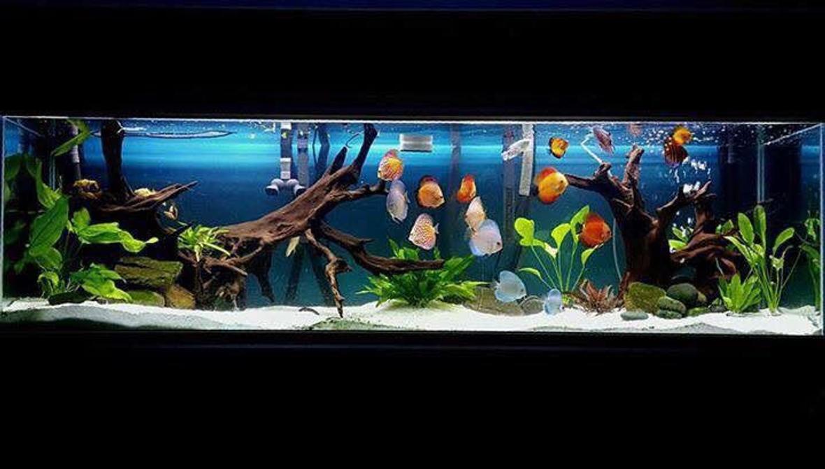 125 gallons planted tank (mostly live plants and fish) - My 220 gallon tank with a variety of different strains of discus as well as a juvenile motoro stingray.