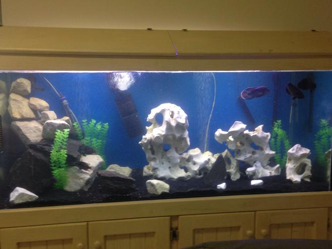 68 gallons freshwater fish tank (mostly fish and non-living decorations) - 6ft x2x2
Holey rock, sandstone & slate.
Jack dempseys x4, green terror x3, oscar x2, red fin sharks x7, snails x4, golden pleco x3