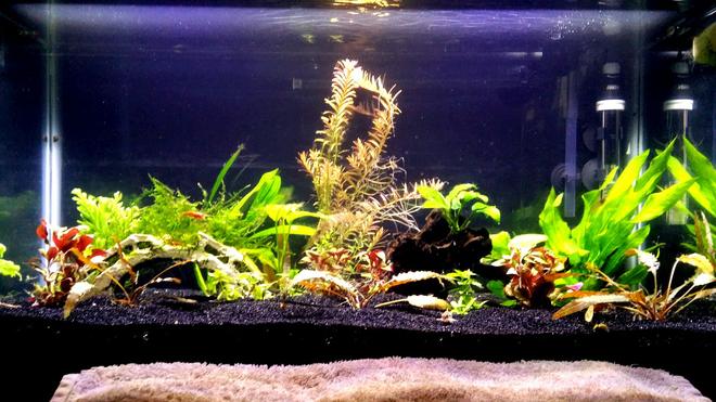 15 gallons planted tank (mostly live plants and fish) - 15 gallon planted tank with a variety of fish