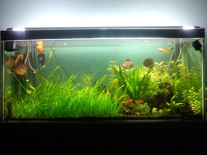 79 gallons planted tank (mostly live plants and fish) - my fish tank