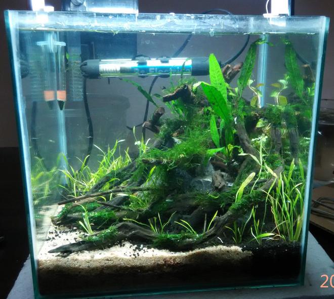 8 gallons planted tank (mostly live plants and fish) - Size: 1 x 1 x 1 ft

Substrate: Fluval Stratum and River Sand

Flora: Java Fern, Echinodorus Tennelus " Micro", Sp Honda, Java Moss

Fauna: Brilliant Rummy Nose , Galaxy Rasbora and Amano Shrimps

Lighting: 20 Watts Osram CFL

Filter: Sobo HOB Filter

Heater: Sobo 50 Watts

Thermometer: Unknown