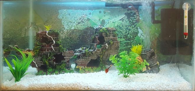 15 gallons freshwater fish tank (mostly fish and non-living decorations) - New tank