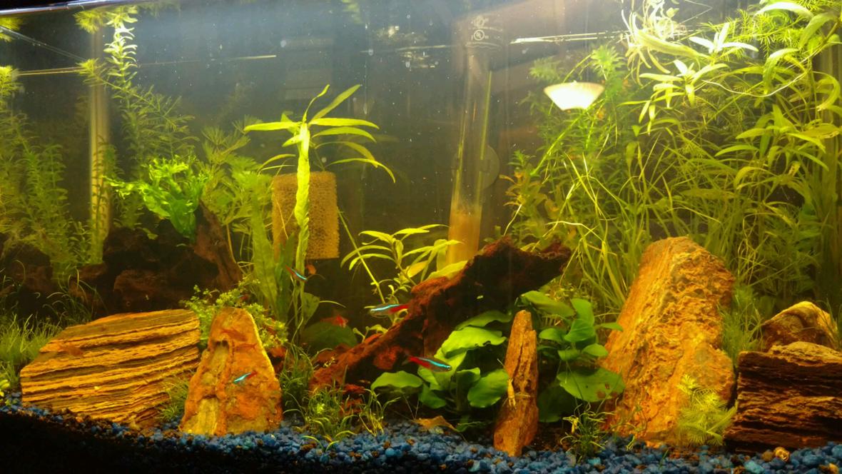 13 gallons planted tank (mostly live plants and fish) - 13G long Aquarium with Neon Tetras, Ember Tetras, Ghost and Red Cherry Shrimps, Otocinclus, HalfMoon Rosetail Betta, Pygmy Cories, Assassin Snails and Pond Snails