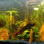 13 gallons planted tank (mostly live plants and fish) - 13G long Aquarium with Neon Tetras, Ember Tetras, Ghost and Red Cherry Shrimps, Otocinclus, HalfMoon Rosetail Betta, Pygmy Cories, Assassin Snails and Pond Snails