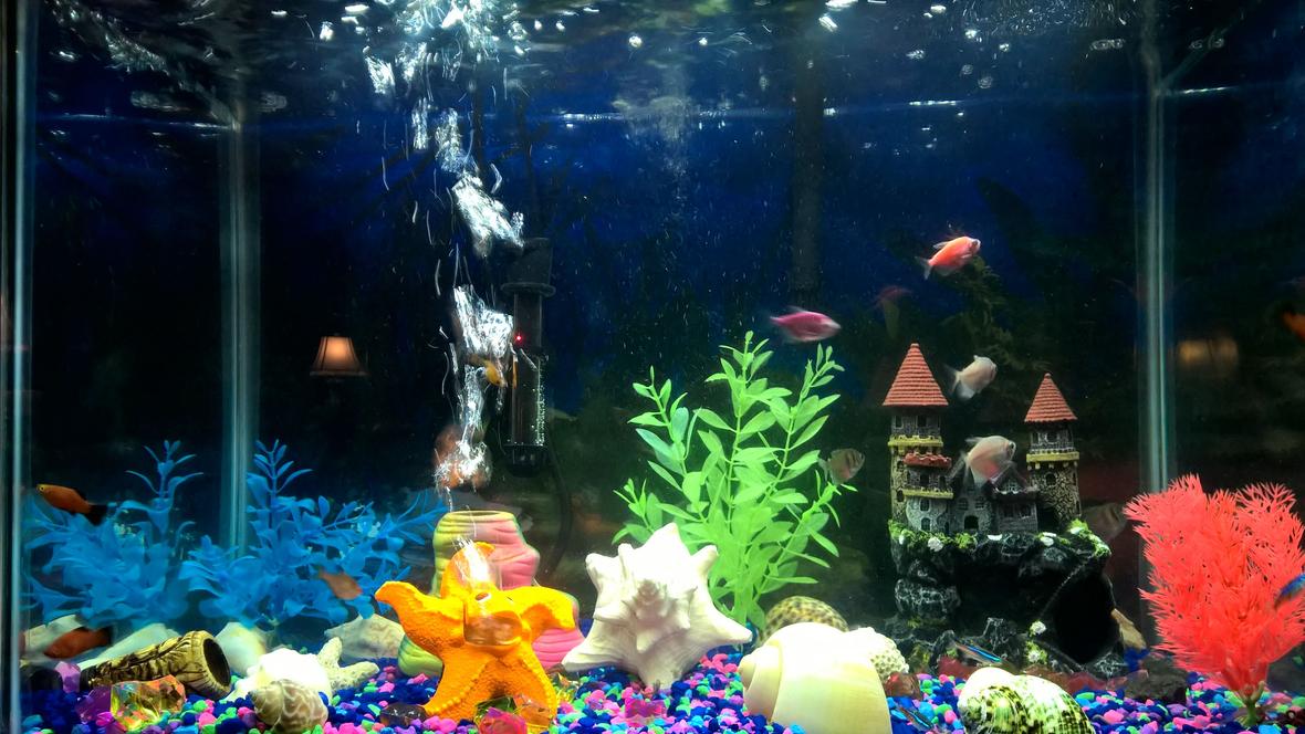 20 gallons freshwater fish tank (mostly fish and non-living decorations) - Moment in time