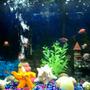 20 gallons freshwater fish tank (mostly fish and non-living decorations) - Moment in time