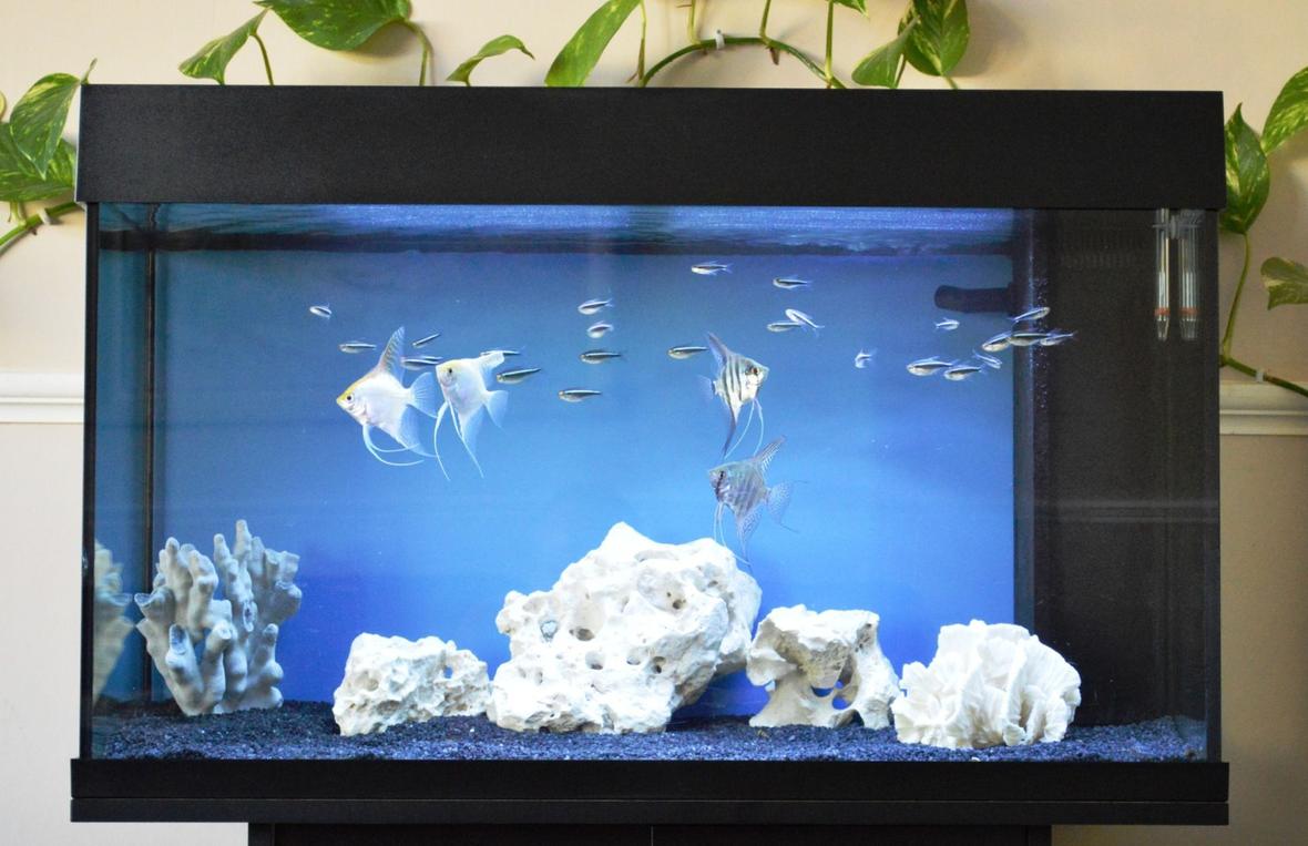 33 gallons freshwater fish tank (mostly fish and non-living decorations) - Angels and black neons