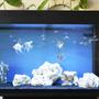 33 gallons freshwater fish tank (mostly fish and non-living decorations) - Angels and black neons