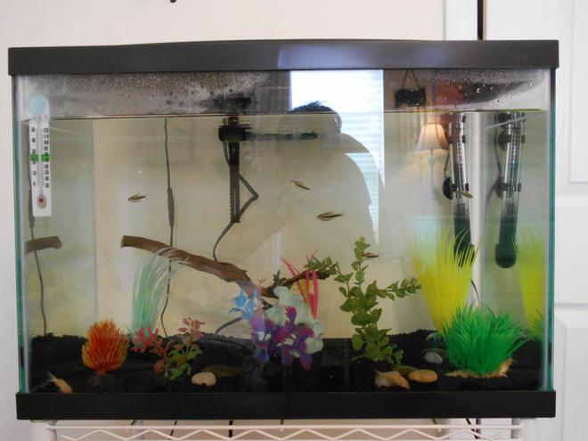 20 gallons freshwater fish tank (mostly fish and non-living decorations) - This is the new, updated version of my fish tank! I will be adding zebra danios soon.