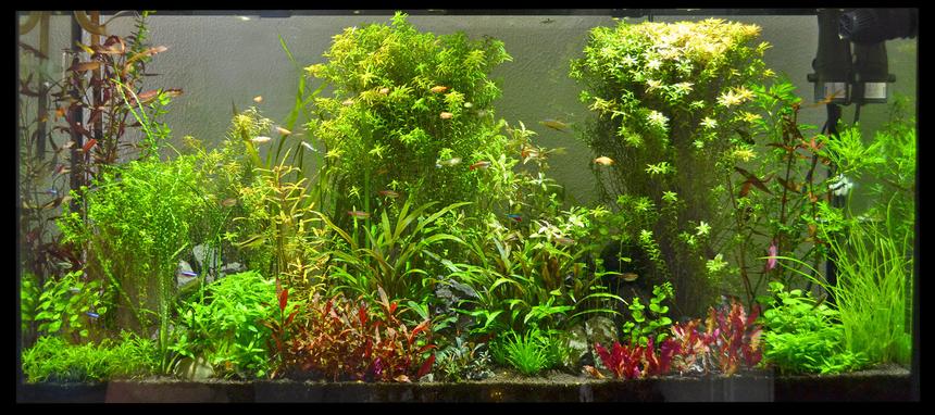 Rated #13: 60 Gallons Planted Tank - 60 Gallon Planted Community Tank