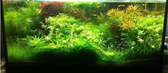 planted tank (mostly live plants and fish) - -