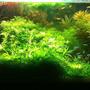 planted tank (mostly live plants and fish) - -