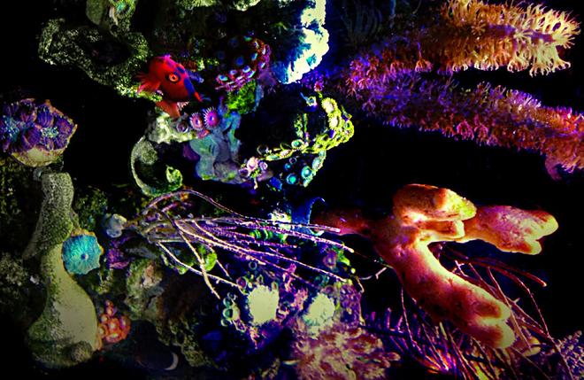 saltwater fish stocking in 23 gallons tank - My Flame Hawkfish loves to watch everything I do.