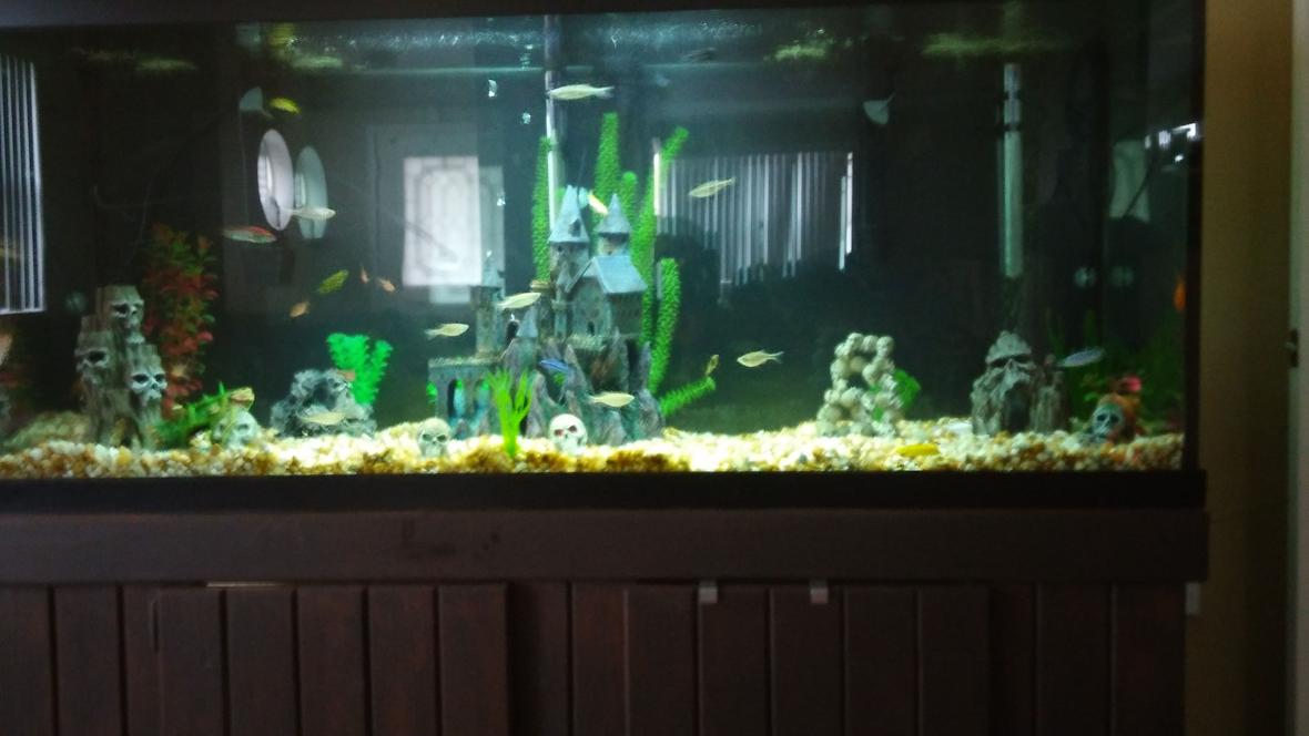 125 gallons freshwater fish tank (mostly fish and non-living decorations) - Assorted african cichlids