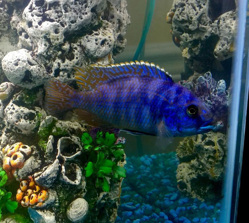 Rated #83: Freshwater Fish Stocking In 50 Gallons Tank - Malawi Hap