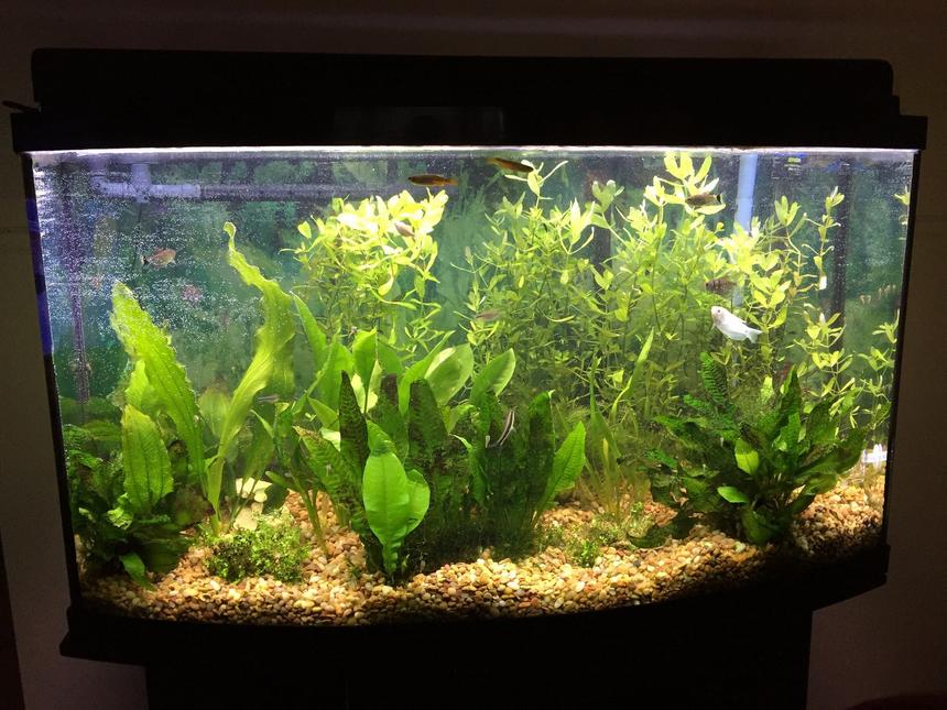 Rated #42: 46 Gallons Planted Tank - my tank