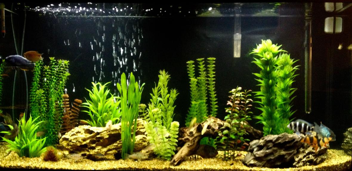 60 gallons freshwater fish tank (mostly fish and non-living decorations) - 60 gallon mixed