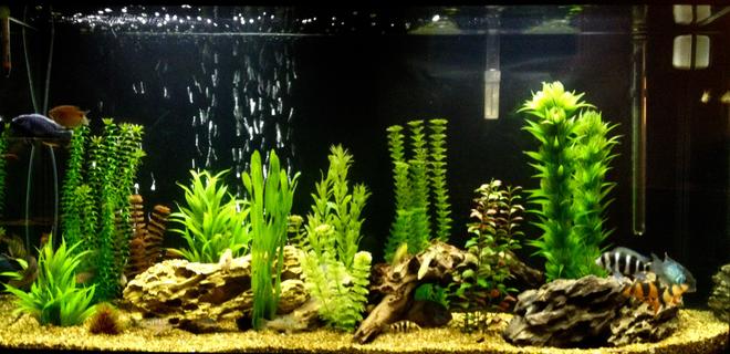 60 gallons freshwater fish tank (mostly fish and non-living decorations) - 60 gallon mixed