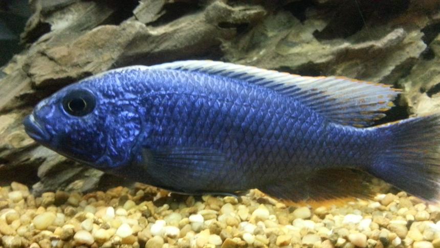 Rated #24: Freshwater Fish Stocking In 60 Gallons Tank - Electric blue Hap. Ali