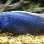 freshwater fish stocking in 60 gallons tank - Electric blue Hap. Ali