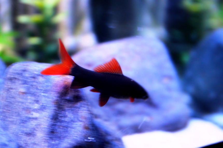 Rated #23: Freshwater Fish Stocking In 52 Gallons Tank - The Rainbow Shark