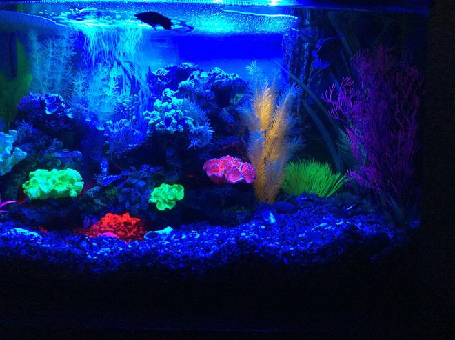 23 gallons freshwater fish tank (mostly fish and non-living decorations) - Blue led