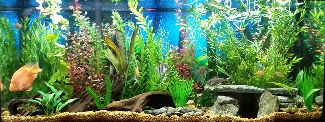 55 gallons freshwater fish tank (mostly fish and non-living decorations) - 55 gallon freshwater tropical fish tank. Fish in my tank are: Electric Blue Cichlid, German Blue Ram, Blood Parrot, Blue Gourami, Gold Gourami, Marble Veil Angel, Assorted Veil Angel, Upside Down Catfish, Pictus Cat, Rainbow Shark, Otocinclus Catfish, Red Minor Serpae Tetra, Red Wag Swordtail, Red Platy, Silver Hatchet, Columbian Shark, African Butterfly fish.