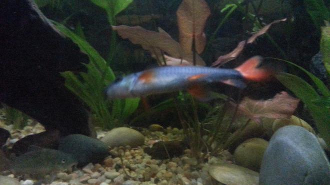 freshwater fish stocking in 29 gallons tank - Rainbow shark