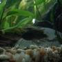 freshwater fish stocking in 29 gallons tank - Apisto Agassizi