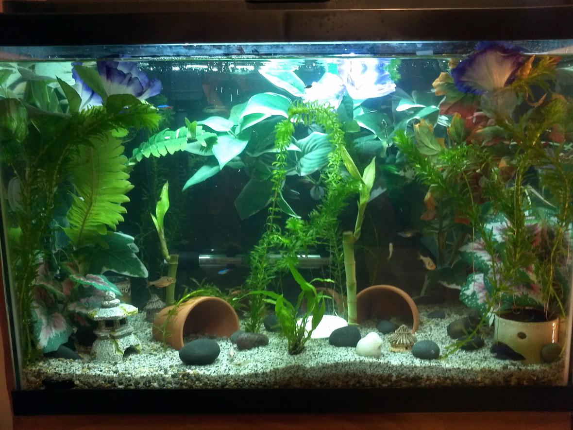 20 gallons freshwater fish tank (mostly fish and non-living decorations) - 20 gal freshwater community tank