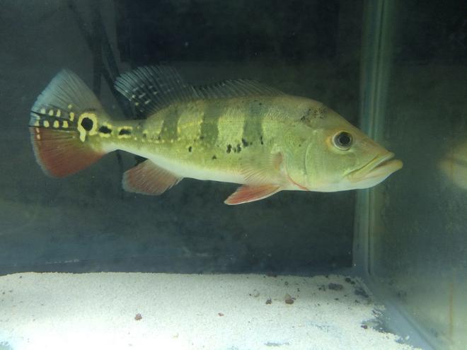 freshwater fish stocking in 55 gallons tank - peacock bass