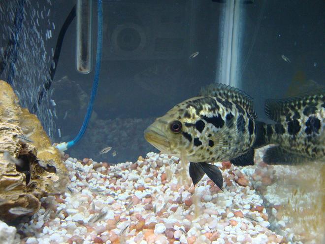 55 gallons freshwater fish tank (mostly fish and non-living decorations) - Managuense and fry