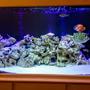 fish tank picture - Lighting effects