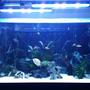 52 gallons freshwater fish tank (mostly fish and non-living decorations) - Gold Severum Tank