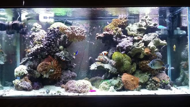 90 gallons reef tank (mostly live coral and fish) - Main display