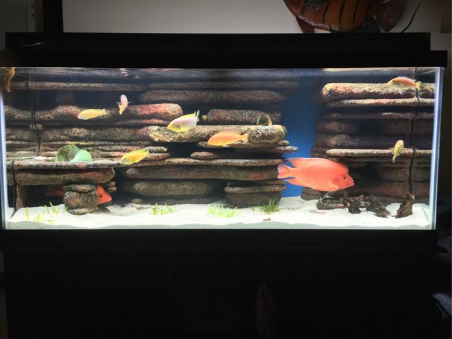 75 gallons freshwater fish tank (mostly fish and non-living decorations) - Blue led with fluorescent
