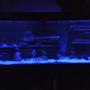 fish tank picture - Blue led