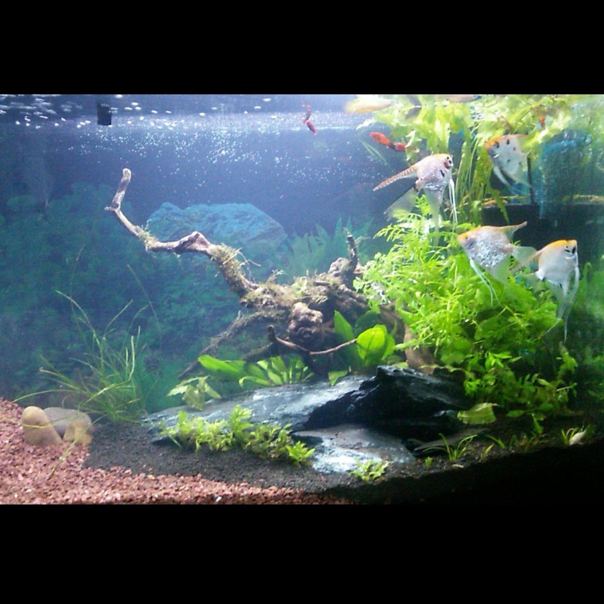 55 gallons planted tank (mostly live plants and fish) - Planted tank with no co2!