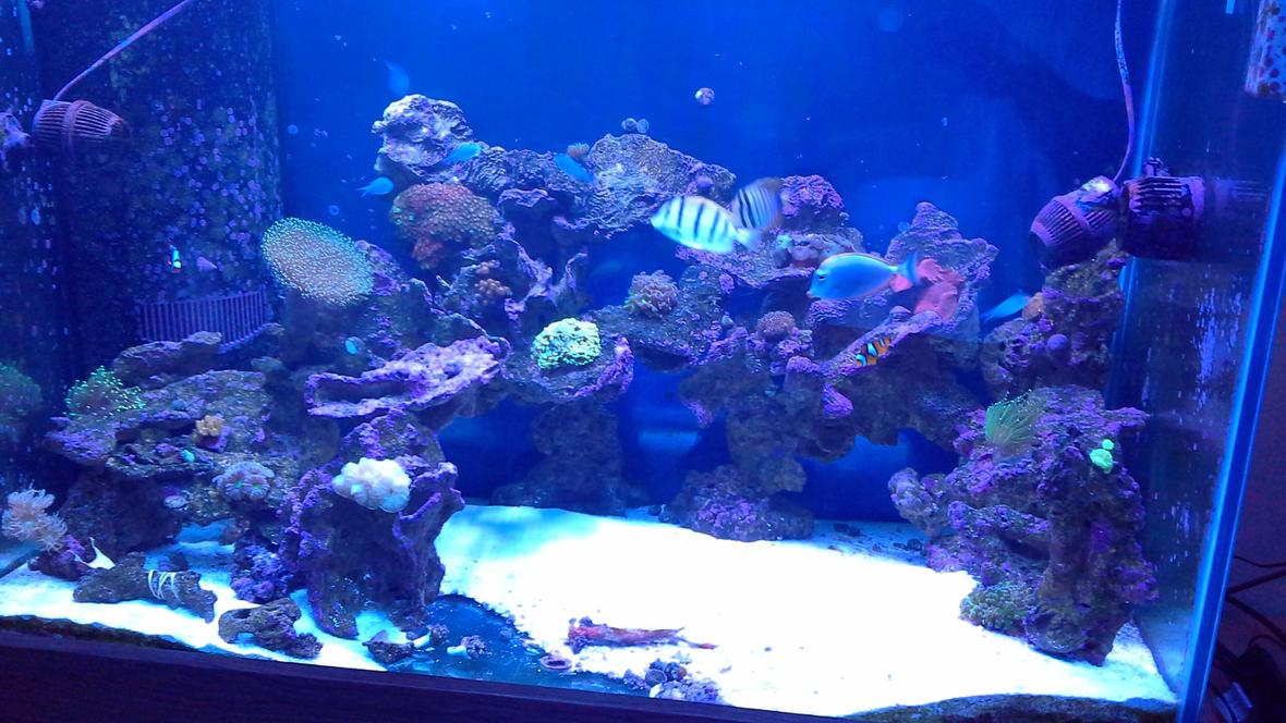 150 gallons reef tank (mostly live coral and fish) - Reef tank